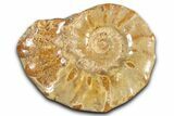 Jurassic Ammonite (Euaspidoceras) Fossil - Madagascar #349166-1